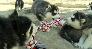 huskies playing with a rope